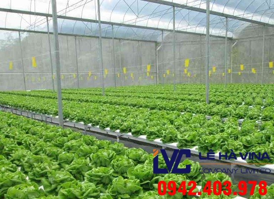 Lưới che mưa cho rau, Lê Hà Vina, Lưới che mưa trồng rau, Lưới che mưa, Lưới che vườn ươm