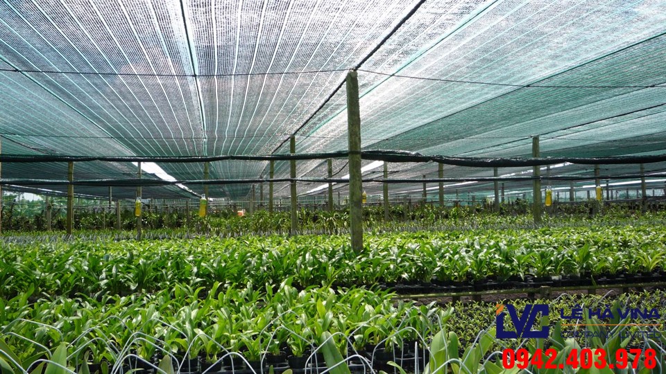 Lưới chống nắng vườn ươm, Lê Hà Vina, Cung cấp lưới trồng rau giá rẻ, Lưới chống nắng, Lê Hà Vina