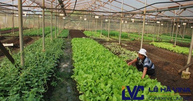 Mua lưới trồng rau, Lưới trồng rau, Công ty Lê Hà Vina, Bán lưới trồng rau sạch, Lưới chắn côn trùng, Lưới chống nắng vườn ươm