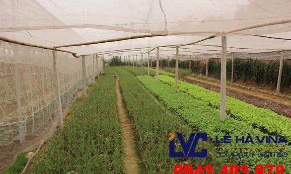 Lưới trồng rau, Lê Hà Vina, Lưới, Lưới bảo vệ, Công dụng của lưới trồng rau