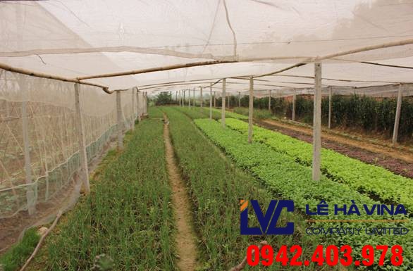 Lưới trồng rau, Lê Hà Vina, Lưới, Lưới bảo vệ, Công dụng của lưới trồng rau