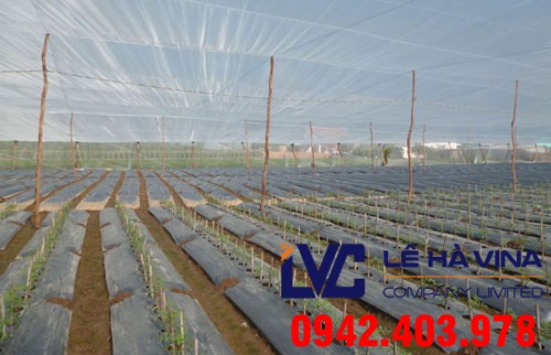 Lưới chống côn trùng trồng rau, Lưới chống côn trùng, Công ty Lê Hà Vina, Lưới Thái Lan, Lưới