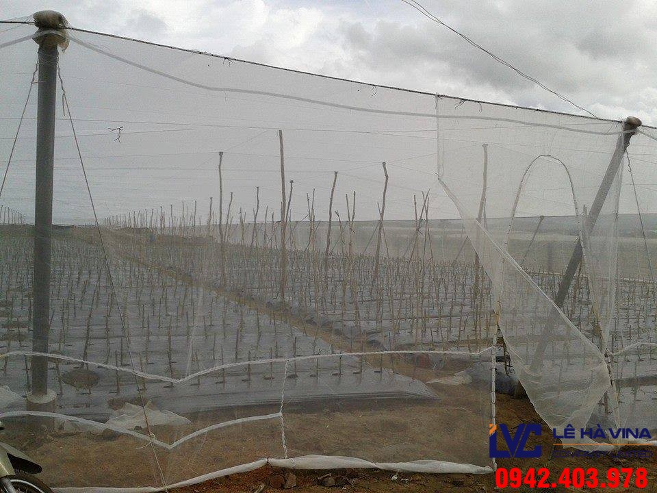Lưới chống côn trùng trồng rau, Lưới chống côn trùng, Công ty Lê Hà Vina, Lưới Thái Lan, Lưới